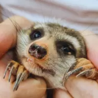 Meerkat Cafe googoo